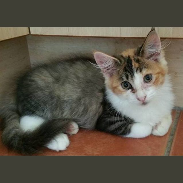 Photo of Chilli