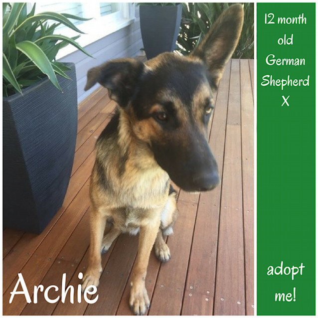 Photo of Archie ~ German Shepherd X (On Trial 13 4 2018)