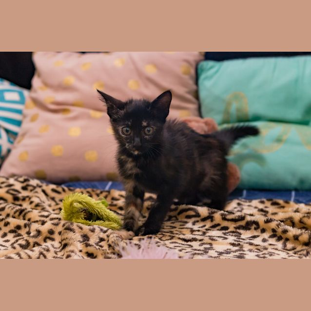 Photo of Maria ~ Kitten (On Trial 27/7/18)