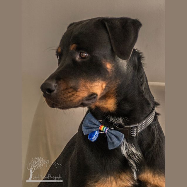 Photo of Buddy ~ 1.5 Year Old Rottweiler (On Trial 23/3/18)