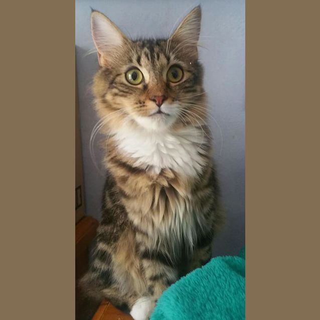 Photo of Teddy