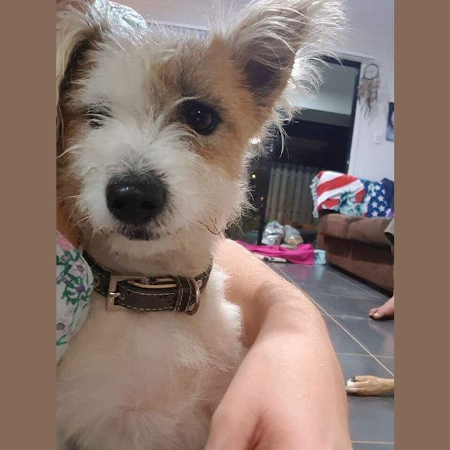Photo of Bandit