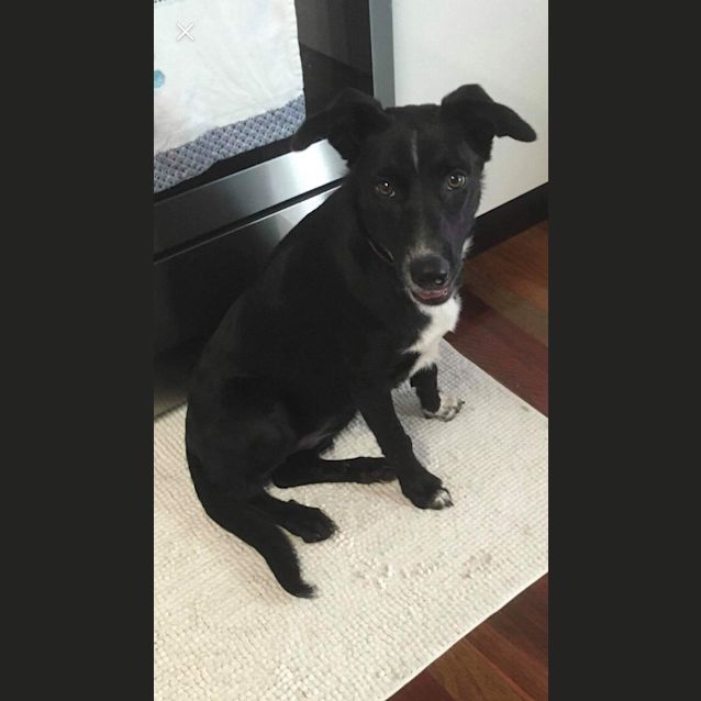 Photo of Chilli