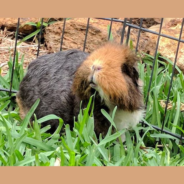 Photo of Carrots And Rhubarb