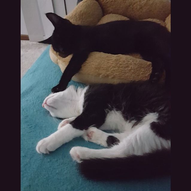 Photo of Marley ^^Dandy Cat Rescue^^