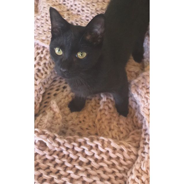 Photo of Burrito   Nc601