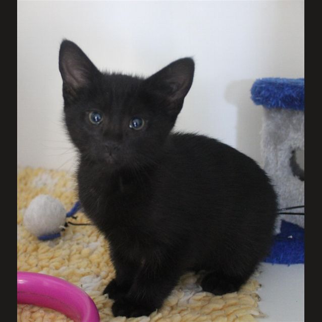 Photo of Nugget