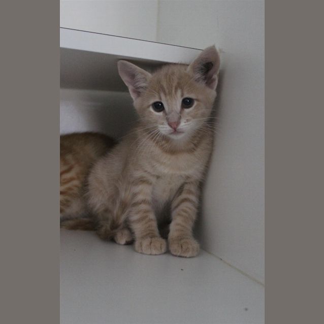 Photo of Peach