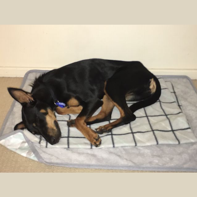 Photo of Jess ~ Kelpie X (On Trial 16 4 2018)