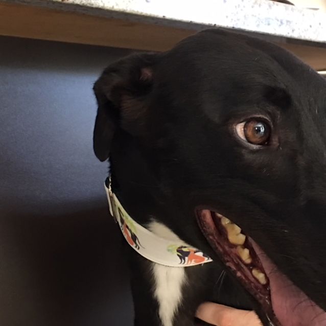 Photo of "Blake", Mr Right. Melbourne