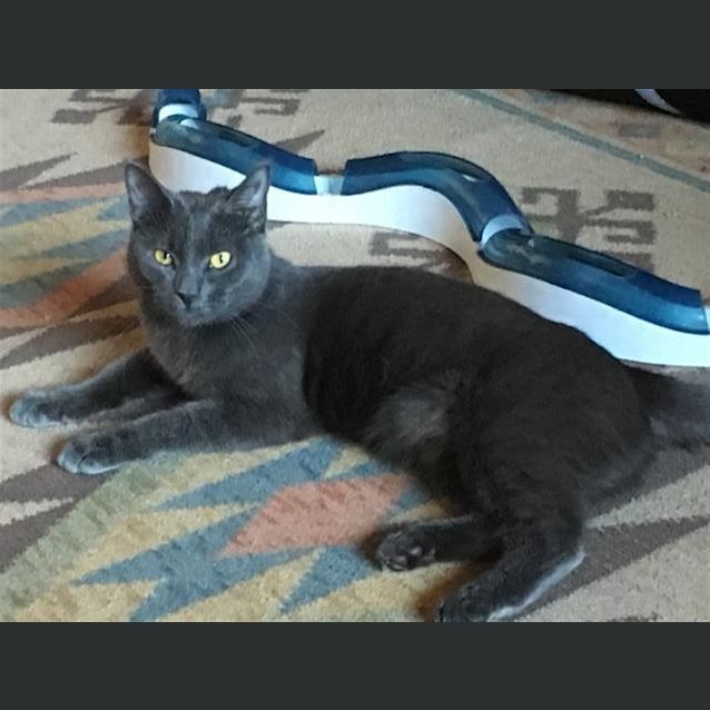 Photo of Misty (Now Django)