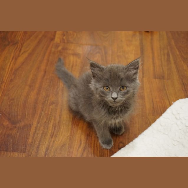 Photo of Amelia Earhart