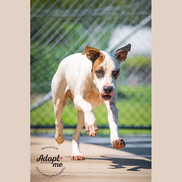 Photo of Bucko (Pcc 168)