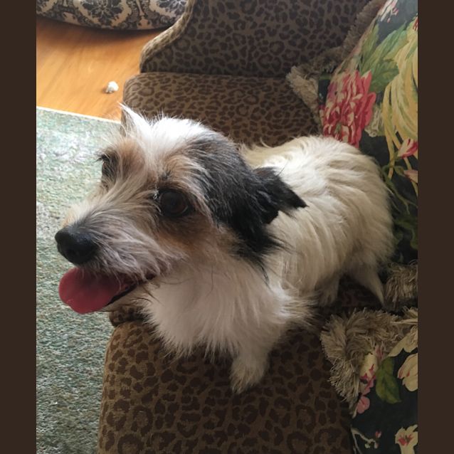 Photo of Polly Our Precious Little Lady