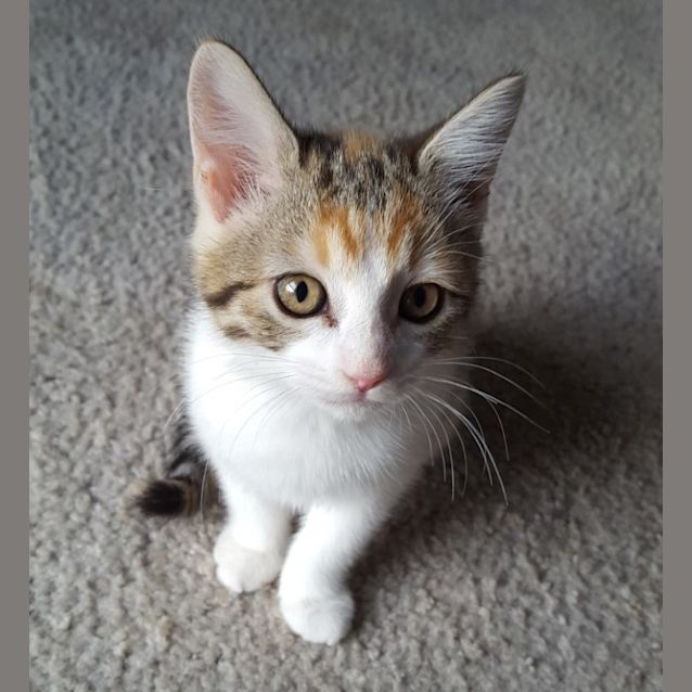 Photo of Sally ^^Dandy Cat Rescue^^