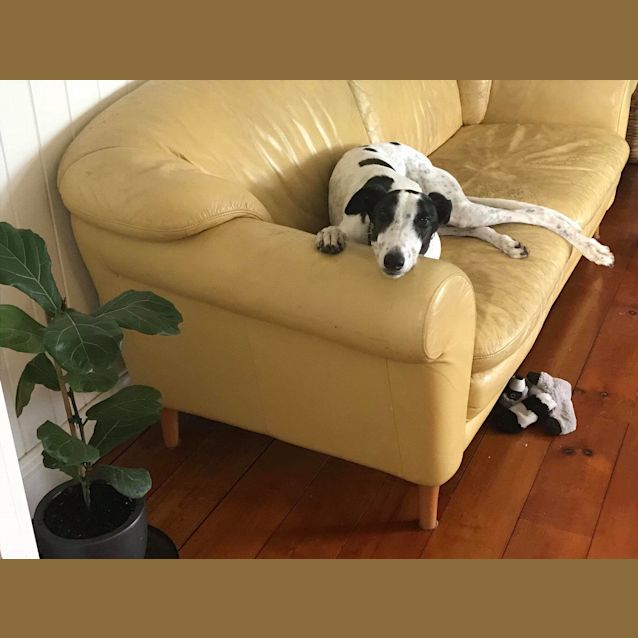 Photo of “Captain Morgan”, The Gentleman Pirate. Brisbane 