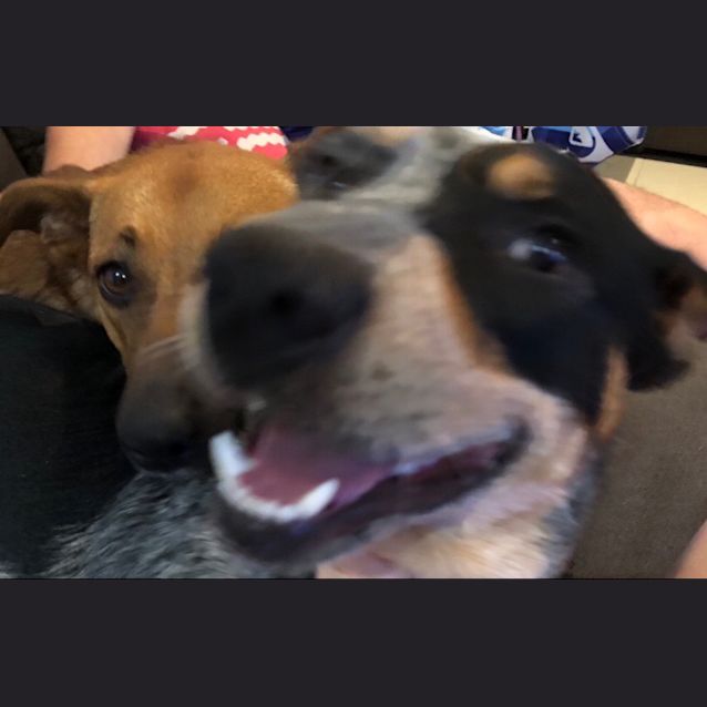 Photo of Codey ~ Blue Cattle Dog (On Trial 15 4 2018)