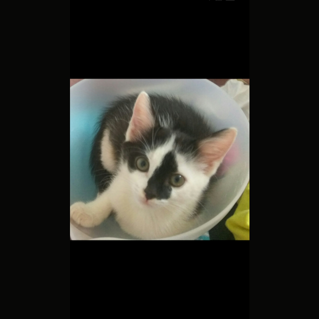 Photo of Smudge