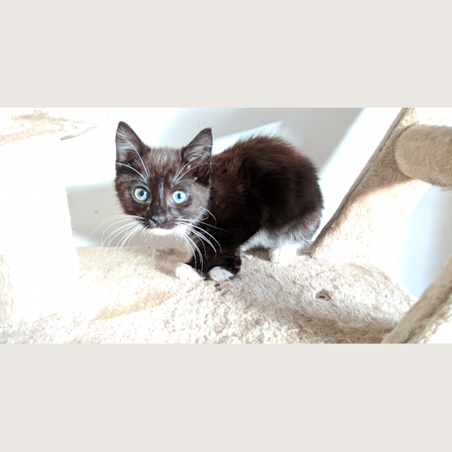 Photo of Morgan The Ninja Turtle Kitten