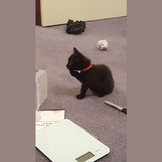 Photo of Sasha The Russian Spy Kitten!