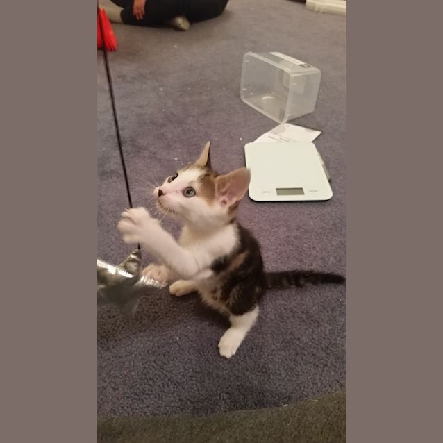 Photo of Remy The Muffin Making Friendly  Kitten!