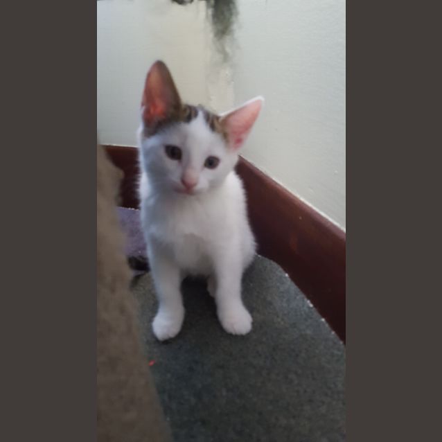 Photo of Reid The Playful Sweetheart Kitten!
