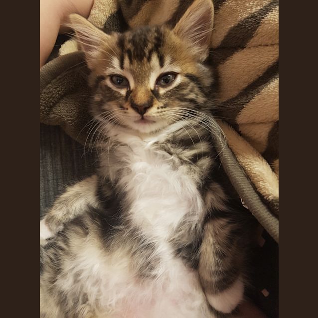 Photo of Josie