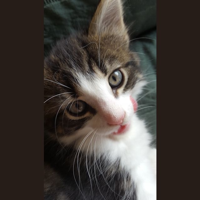 Photo of Ruthy The Sweet Gentle Kitten!