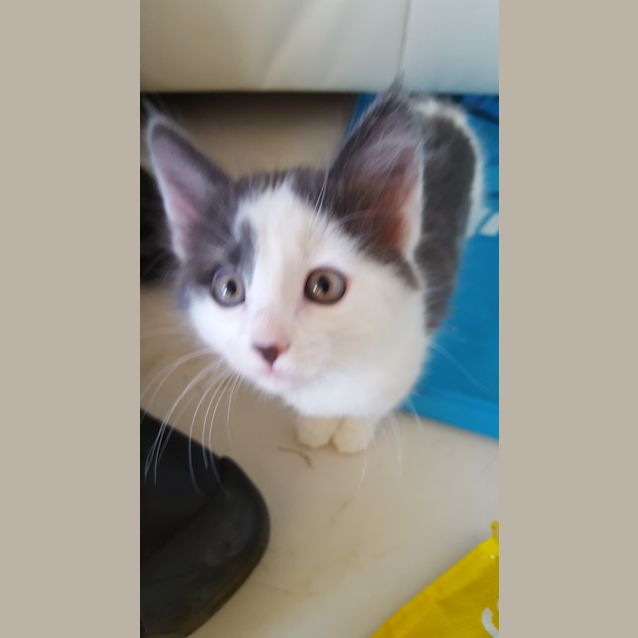 Photo of Raine The Sweetest Little Princess Kitten!
