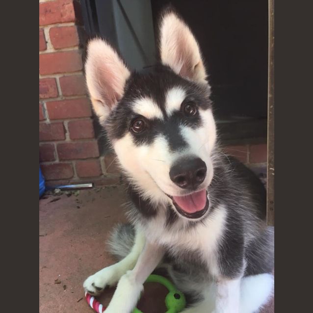 Photo of Opal