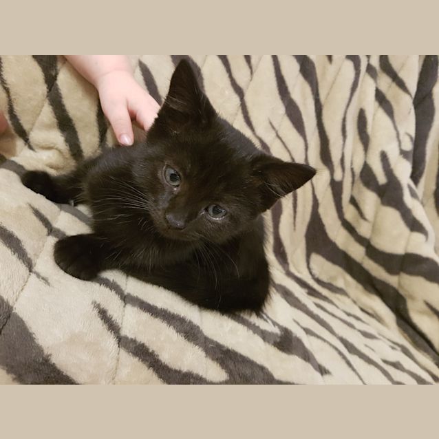 Photo of Nahla
