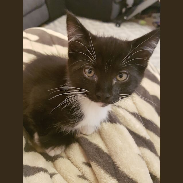 Photo of Black Pantha