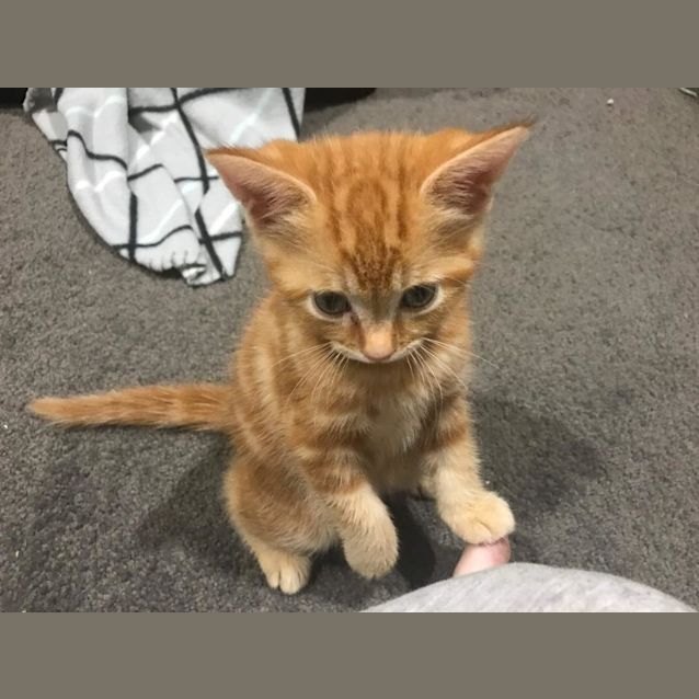 Photo of Starlord
