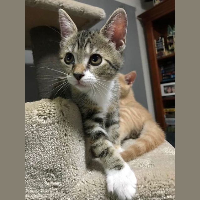 Photo of Gamora