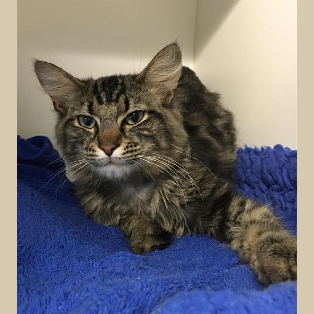Photo of Simba