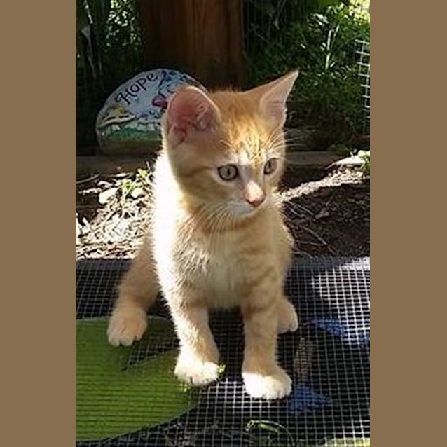 Photo of Bobble