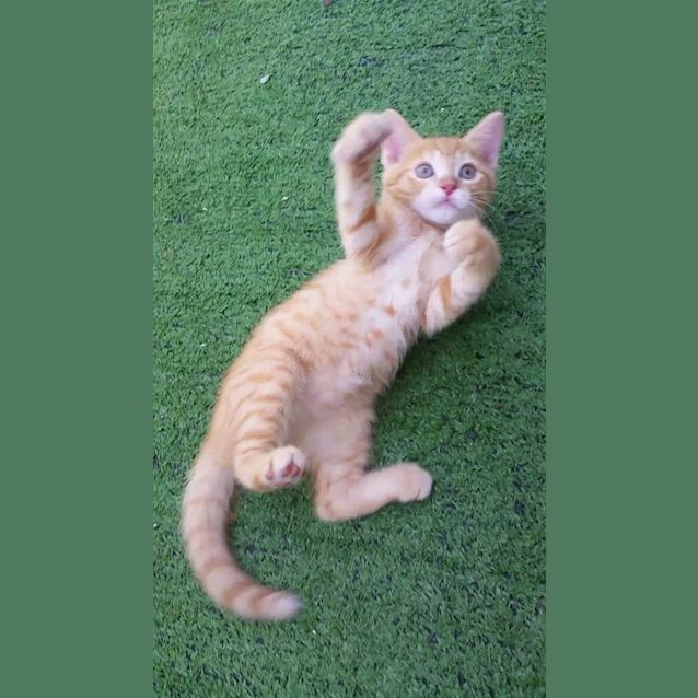 Photo of Chupa Chup