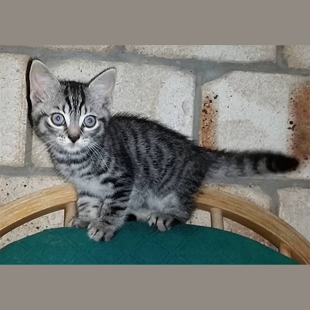 Photo of Ninja