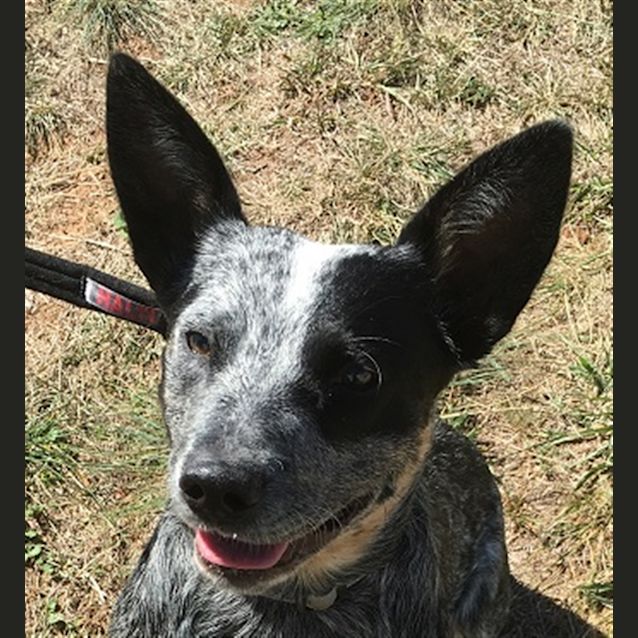 Photo of Bluebell