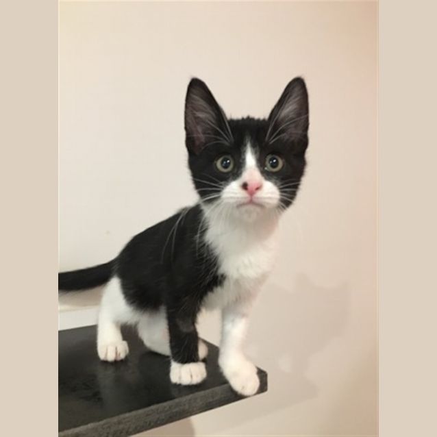 Photo of Cadbury