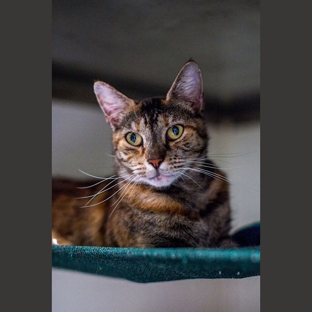 Photo of Nala