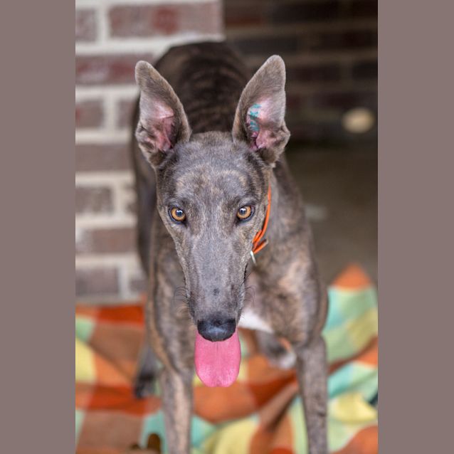 Photo of Ripley (On Trial 25 Mar)