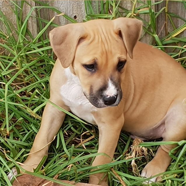 Photo of Mixed Breed Pups