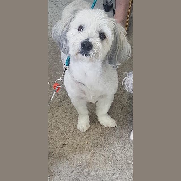 Photo of Benji