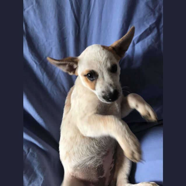 Photo of Ghost