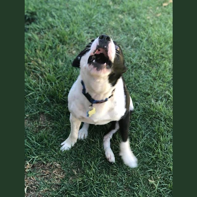 Photo of Juice   No Dogs Please I Don't Like To Share You. 