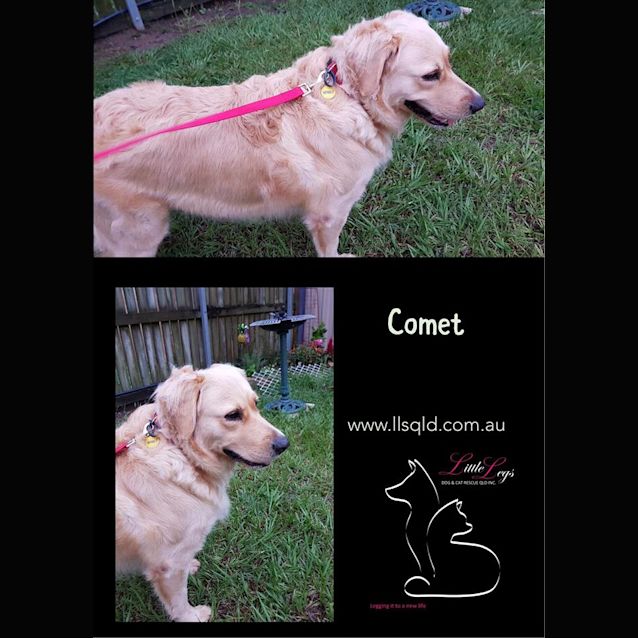 Photo of Comet 