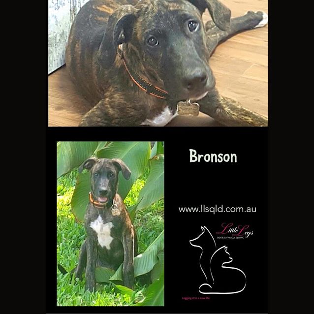 Photo of Bronson