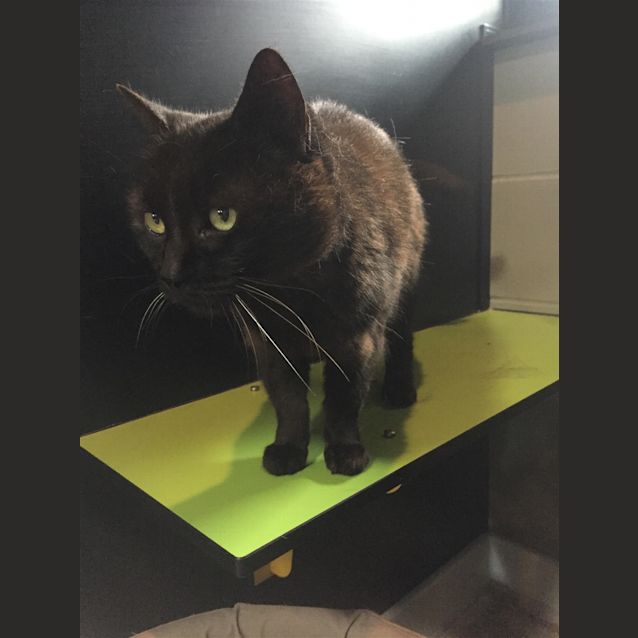 Photo of Puddy 