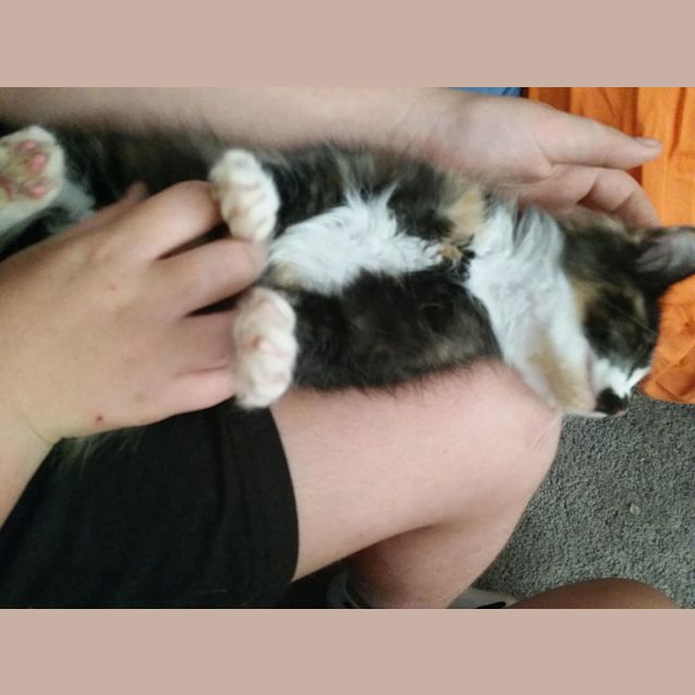 Photo of Garnet **2nd Chance Cat Rescue**